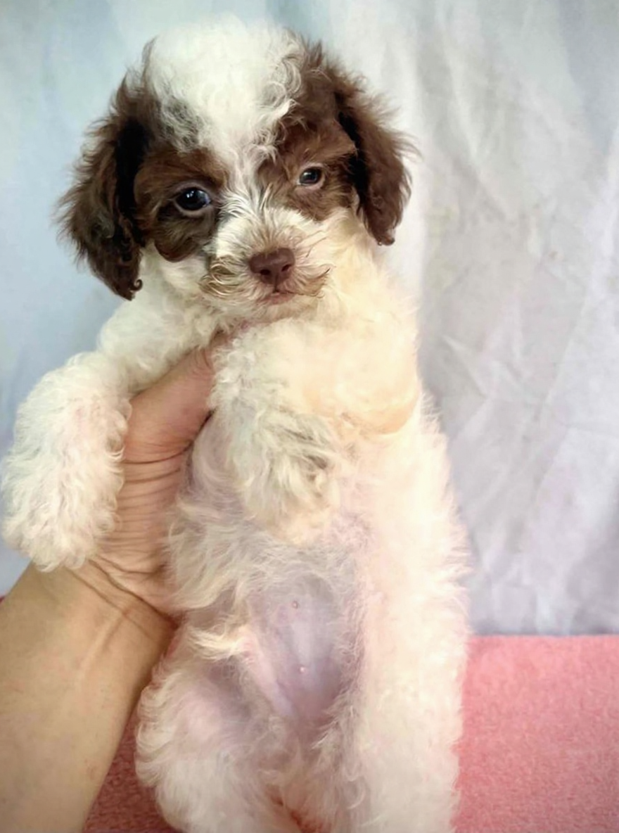 poodle bò nâu