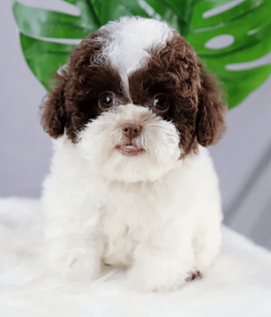 poodle bò nâu