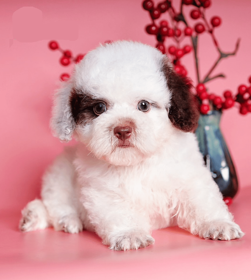 poodle bò nâu
