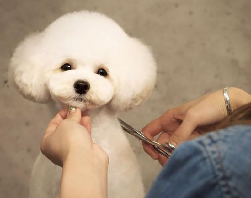 poodle đầu tròn