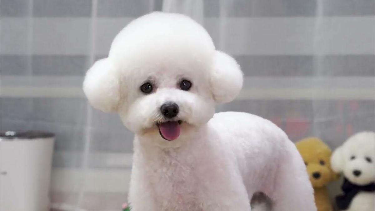 poodle đầu tròn