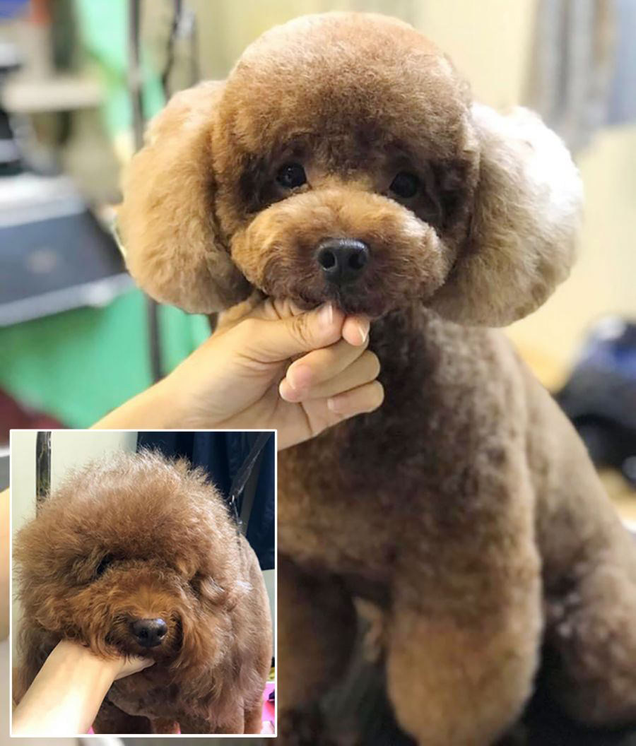 poodle đầu tròn