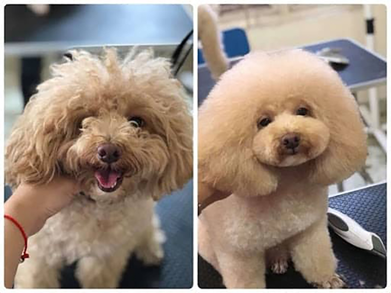 poodle đầu tròn