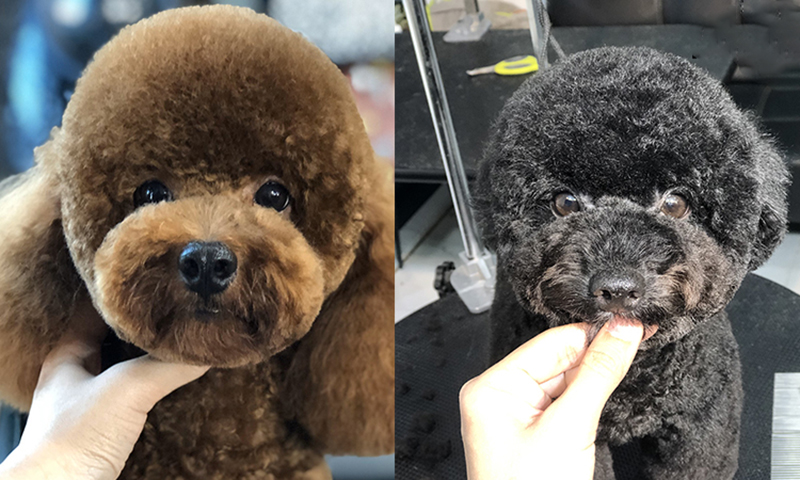 poodle đầu tròn