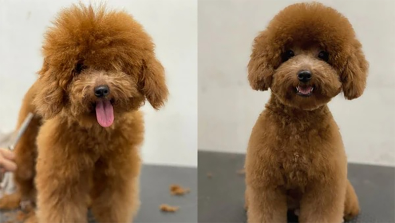 poodle đầu tròn