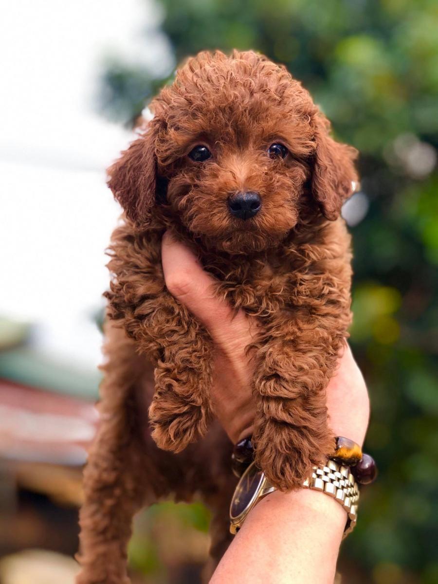 poodle nâu đỏ