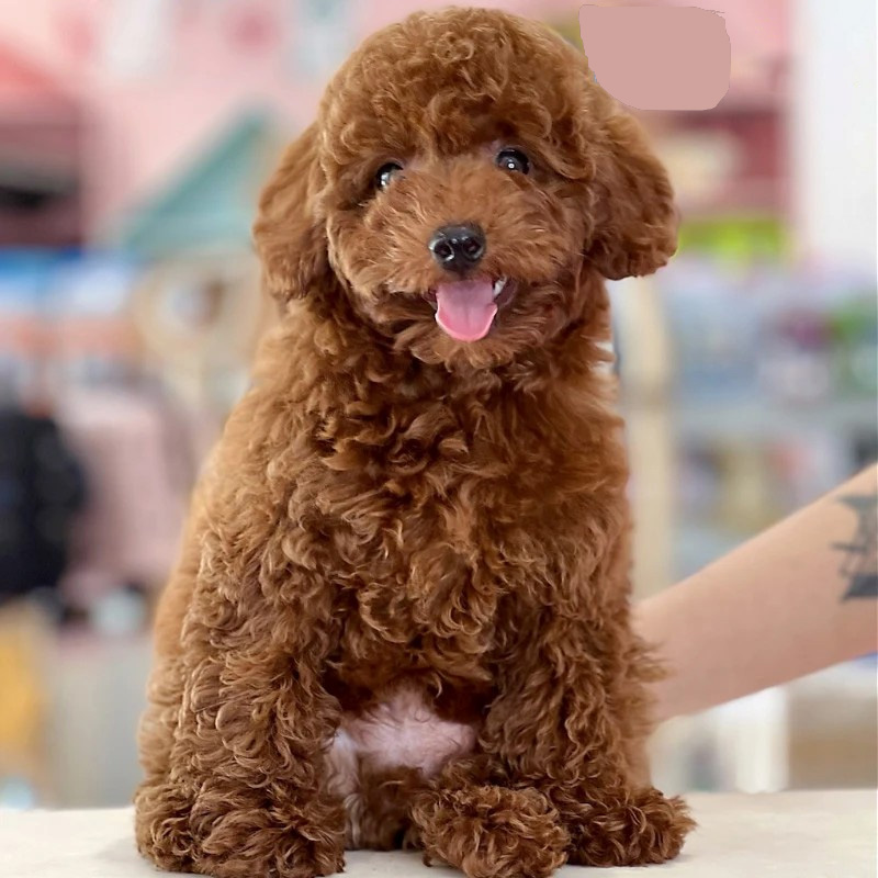 poodle nâu đỏ
