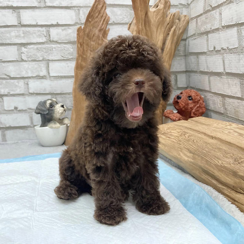 poodle nâu socola