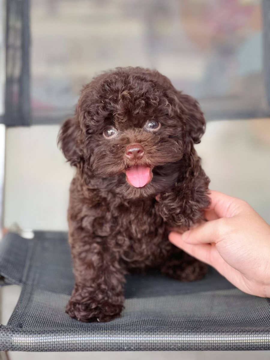 poodle nâu socola