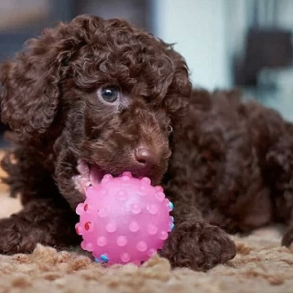 poodle nâu socola