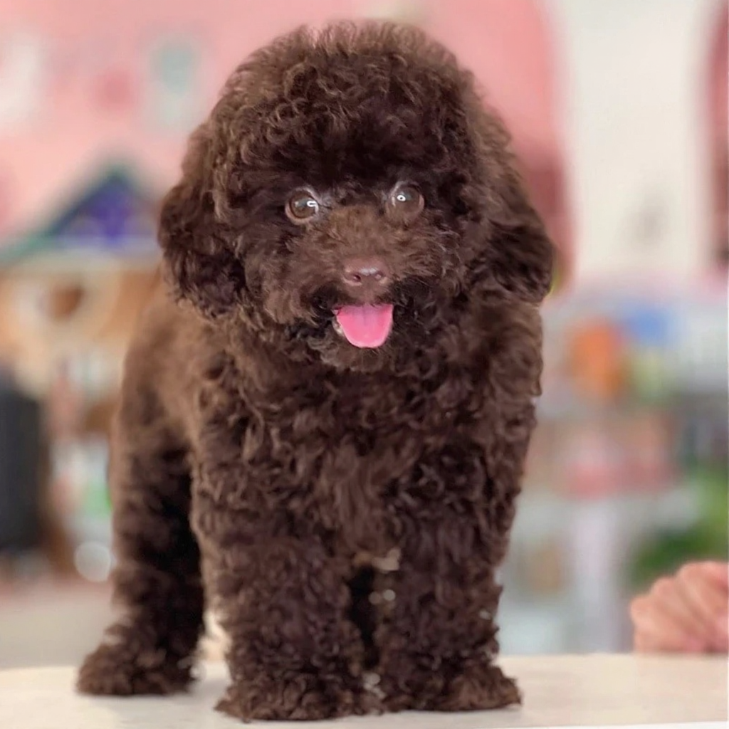 poodle nâu socola