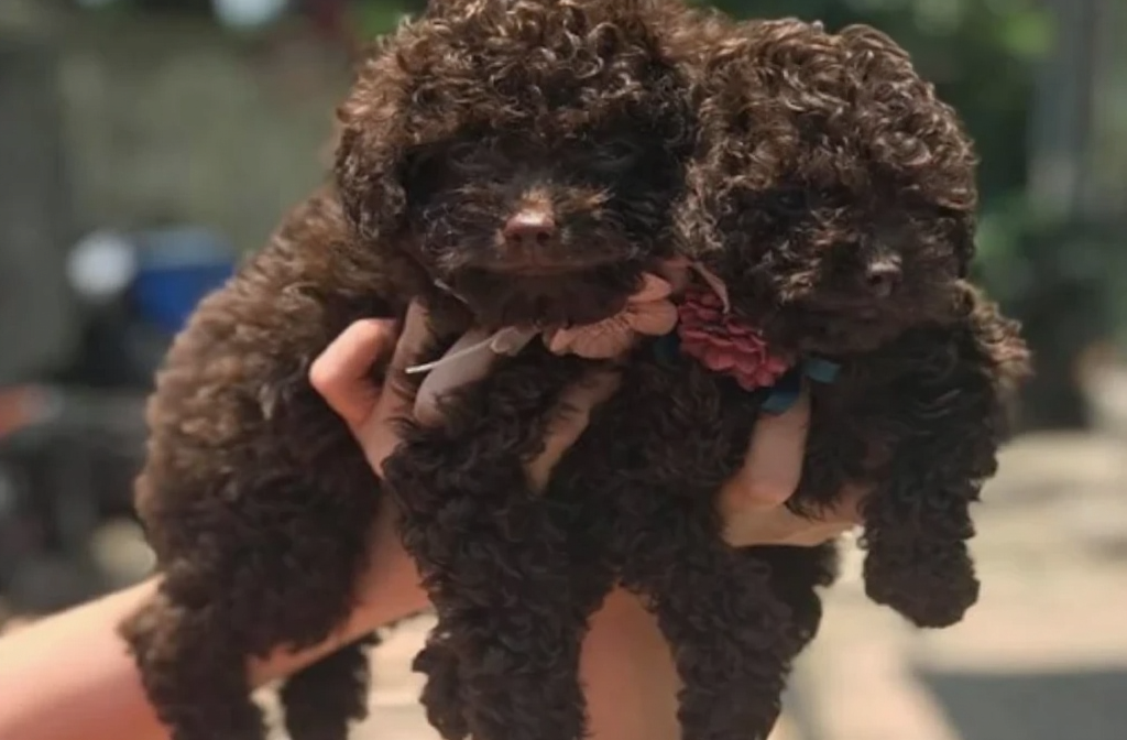 poodle nâu socola