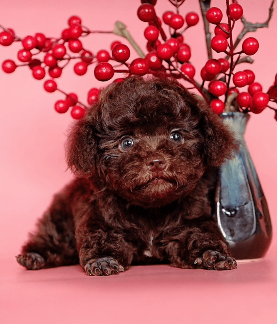 poodle nâu socola