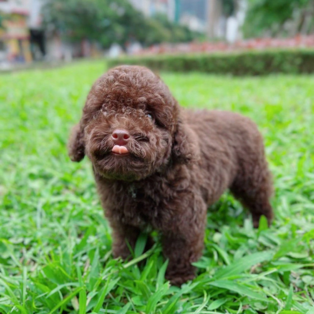 poodle nâu socola