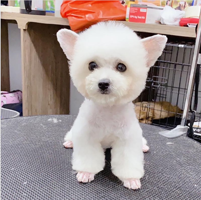 poodle teacup tai bướm