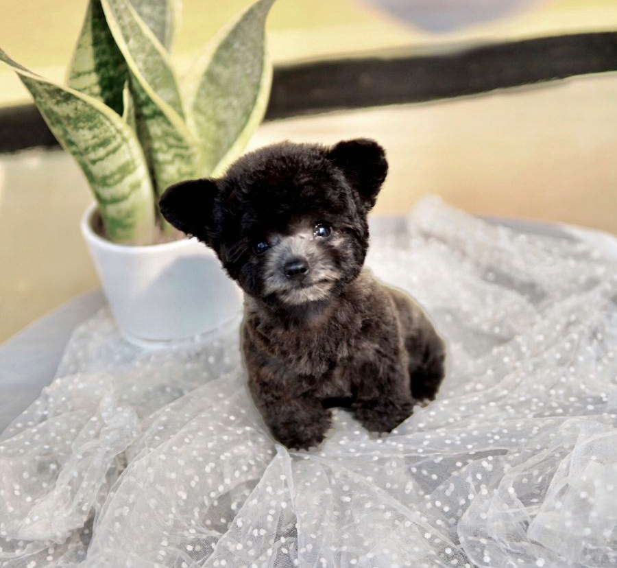 poodle teacup tai bướm