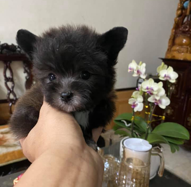 poodle teacup tai bướm