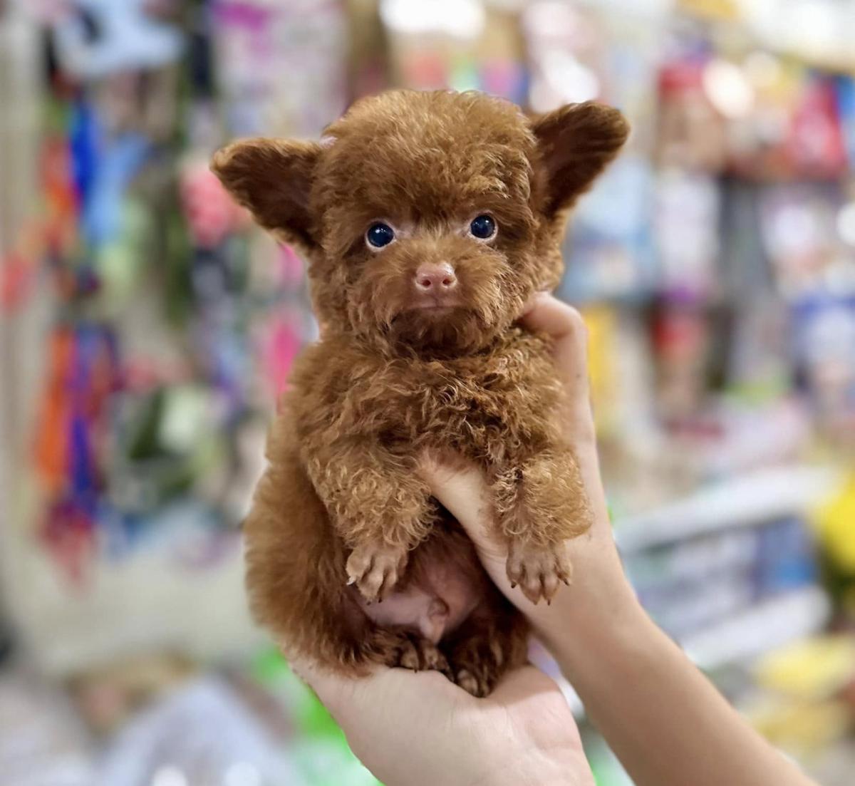 poodle teacup tai bướm