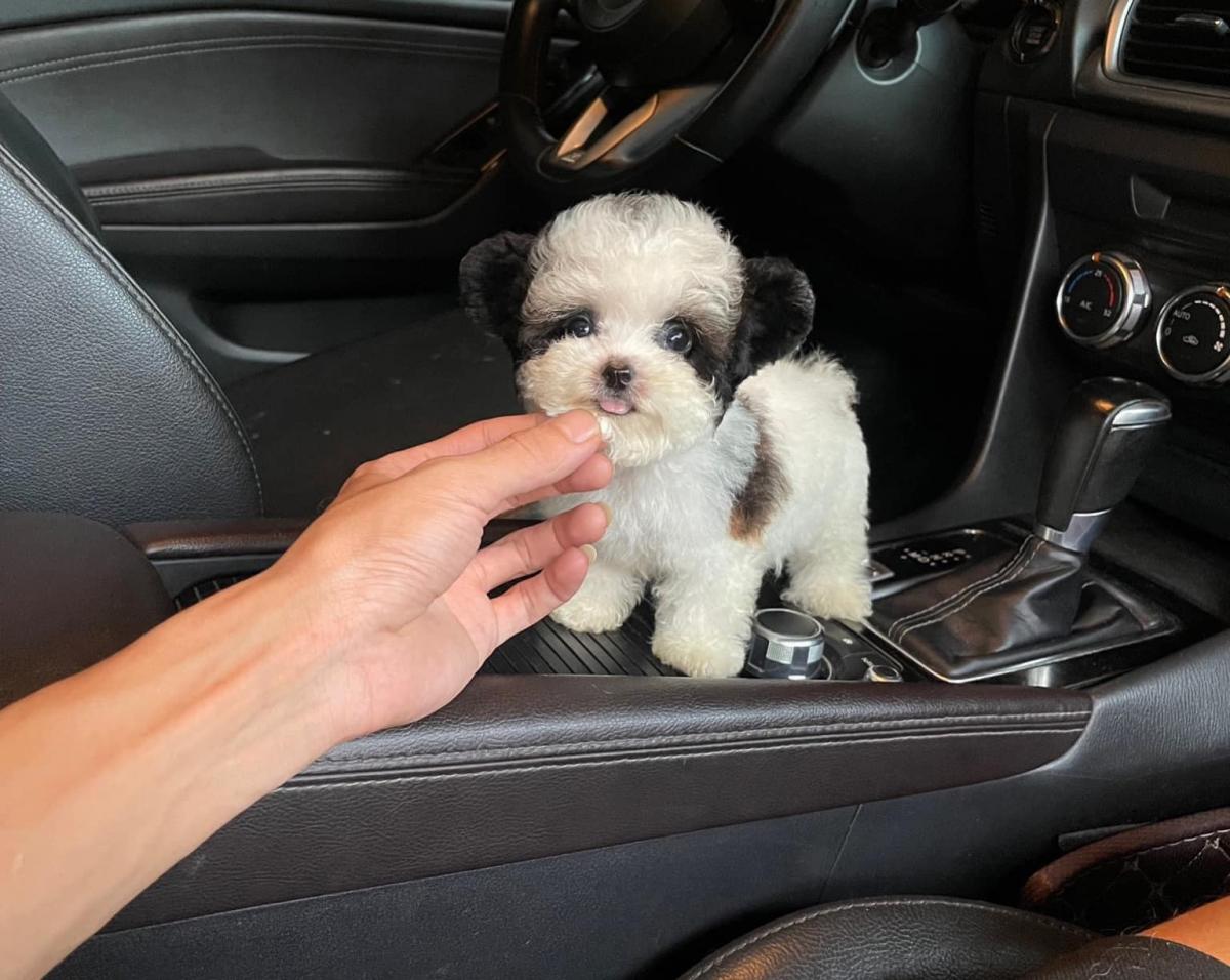 poodle teacup tai bướm