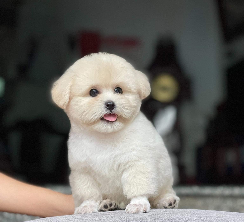 poodle trắng kem