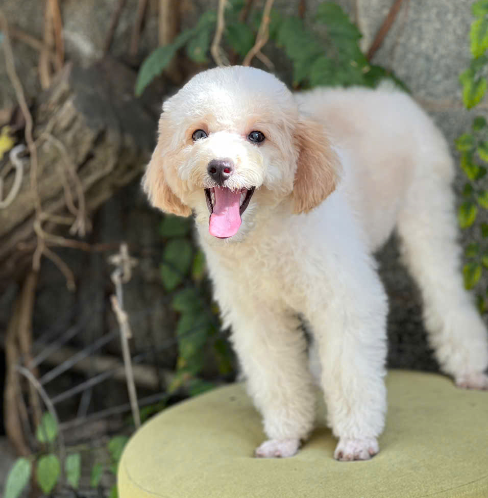 poodle trắng kem