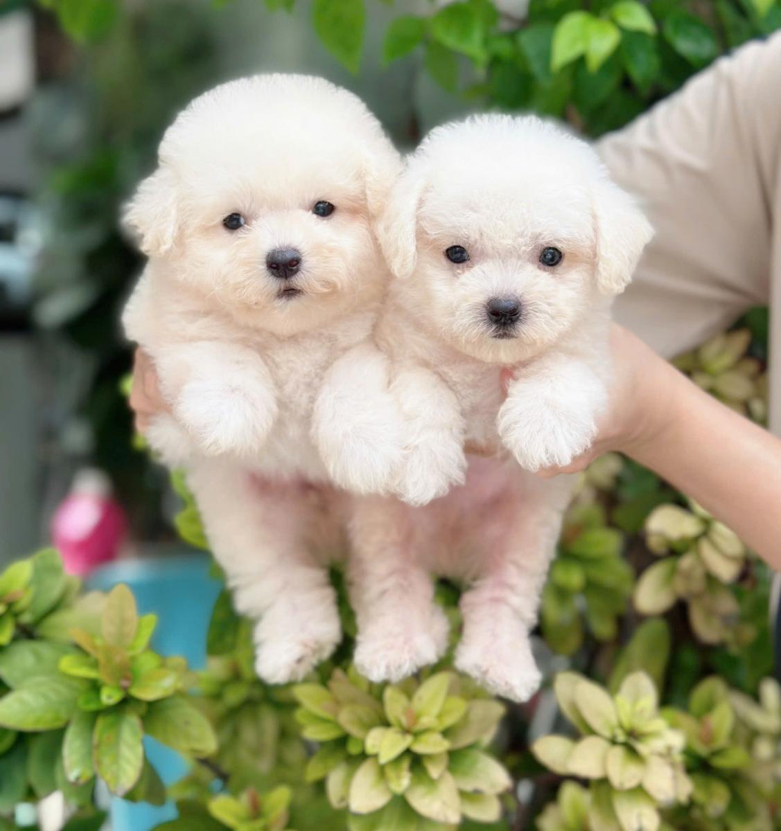 poodle trắng kem