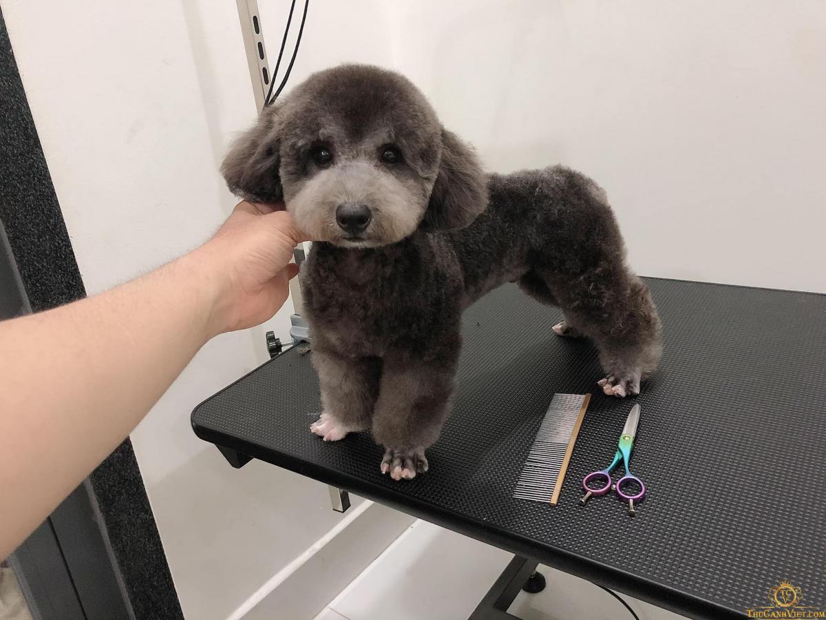 poodle xám đen