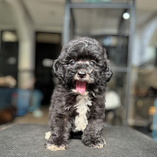 poodle xám đen
