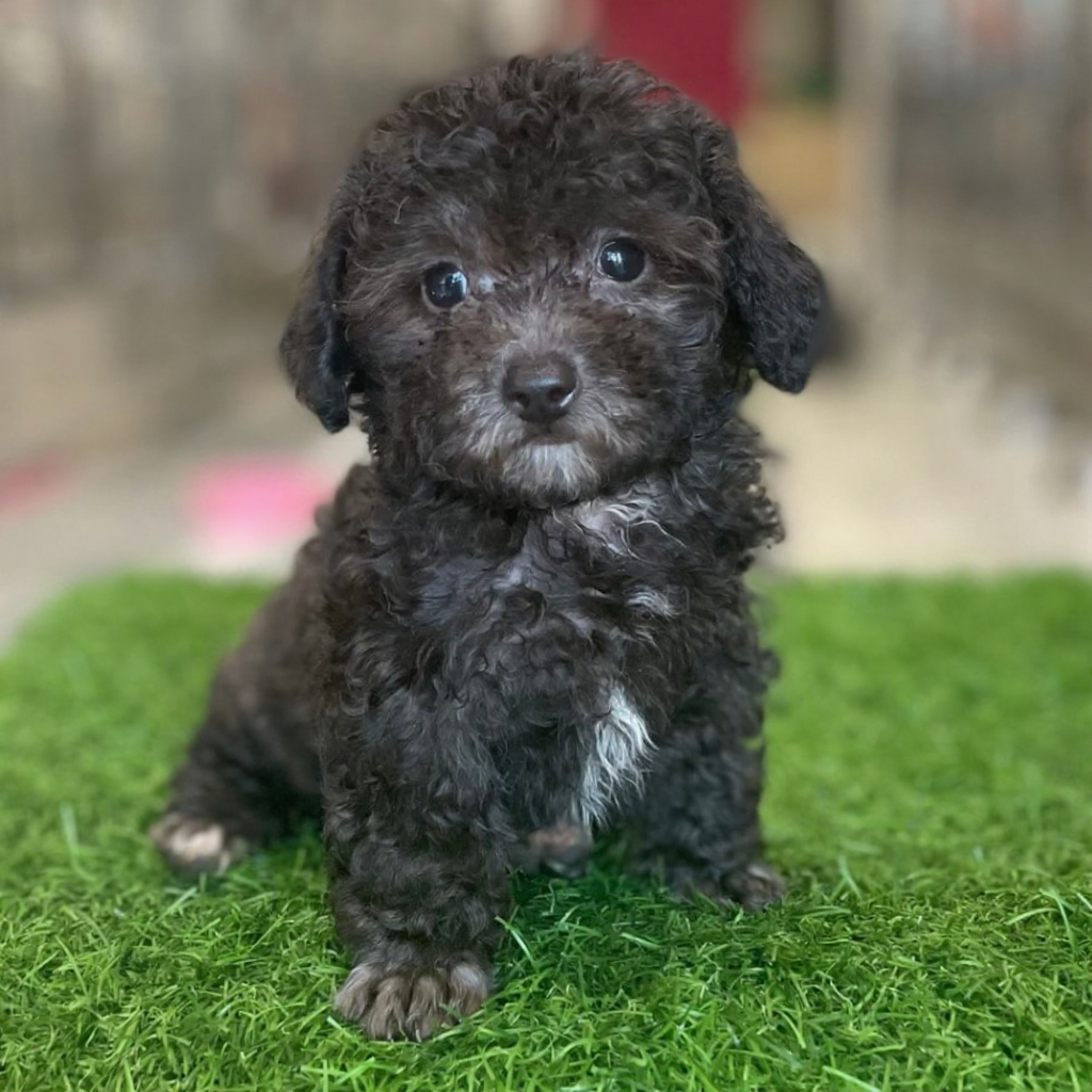 poodle xám đen