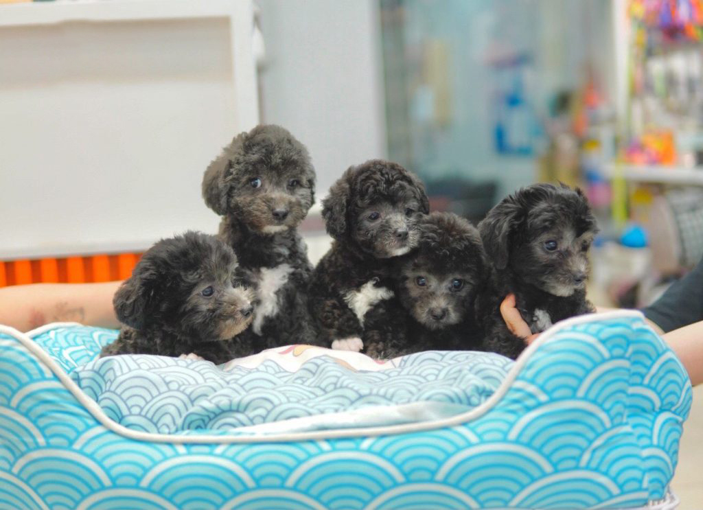 poodle xám đen