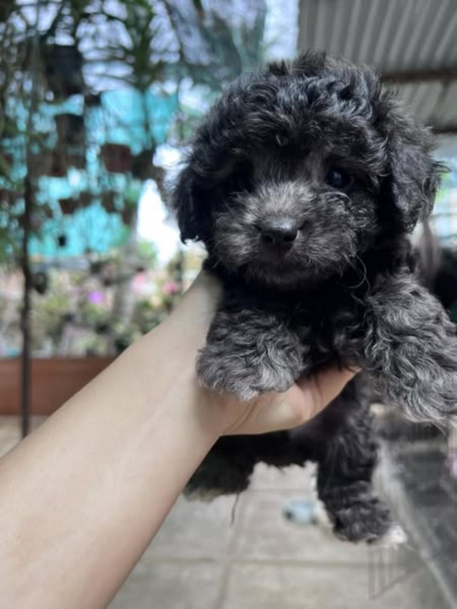 poodle xám đen
