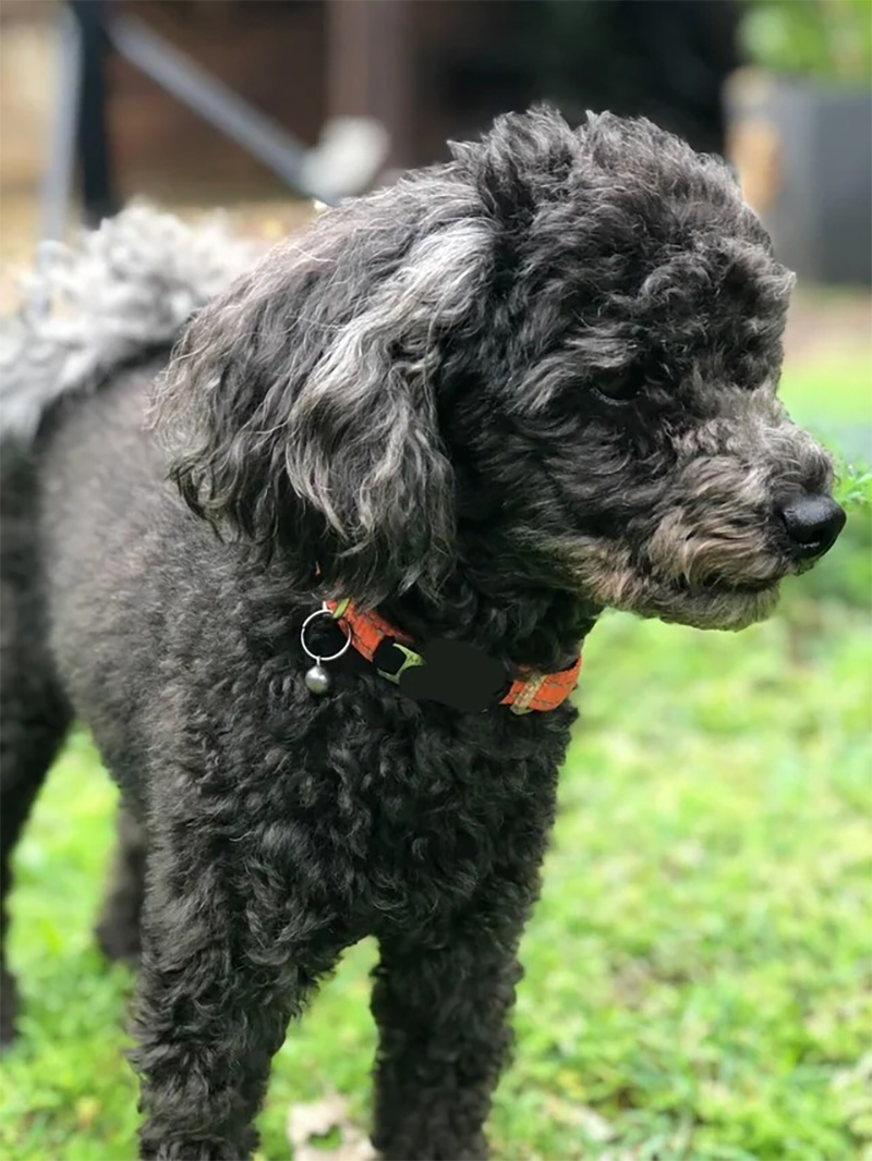 poodle xám đen