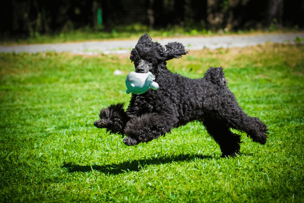 poodle xám đen