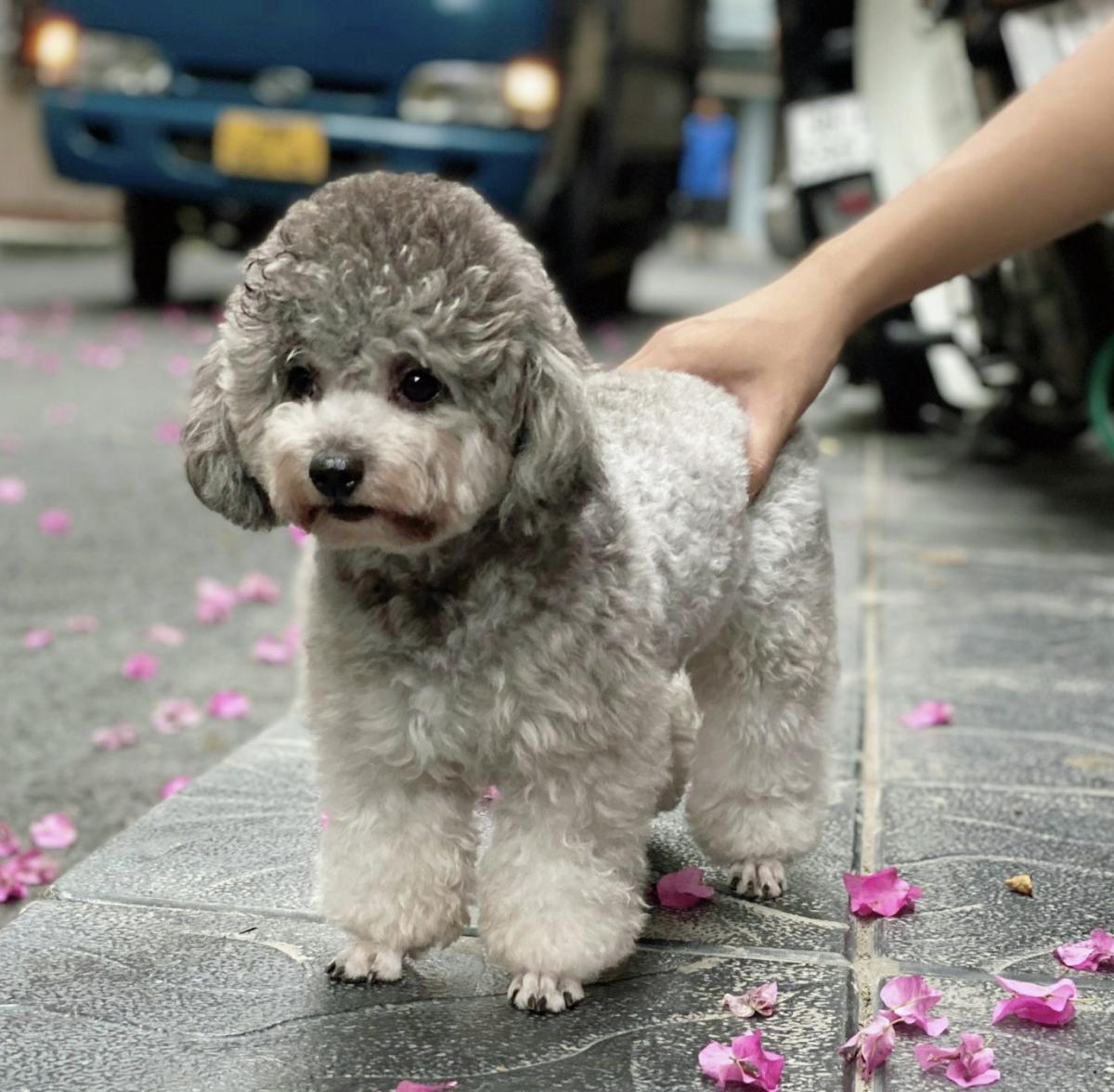 poodle xám trắng
