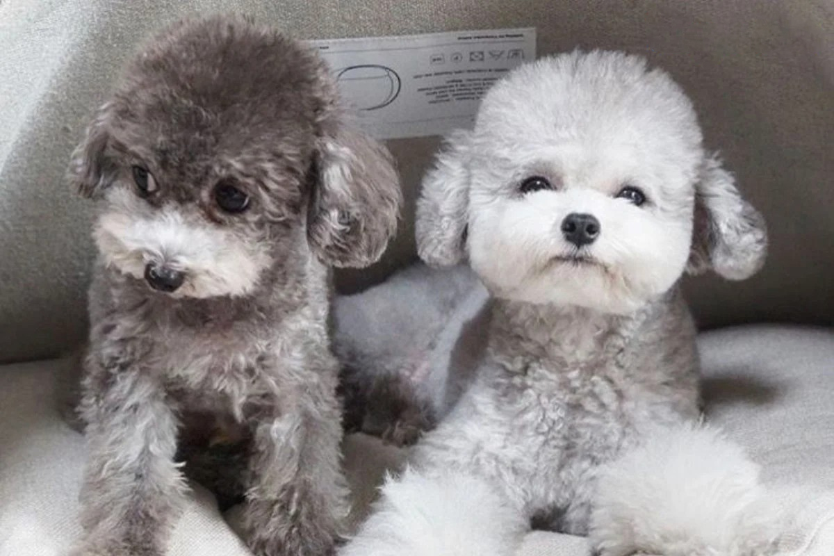 poodle xám trắng