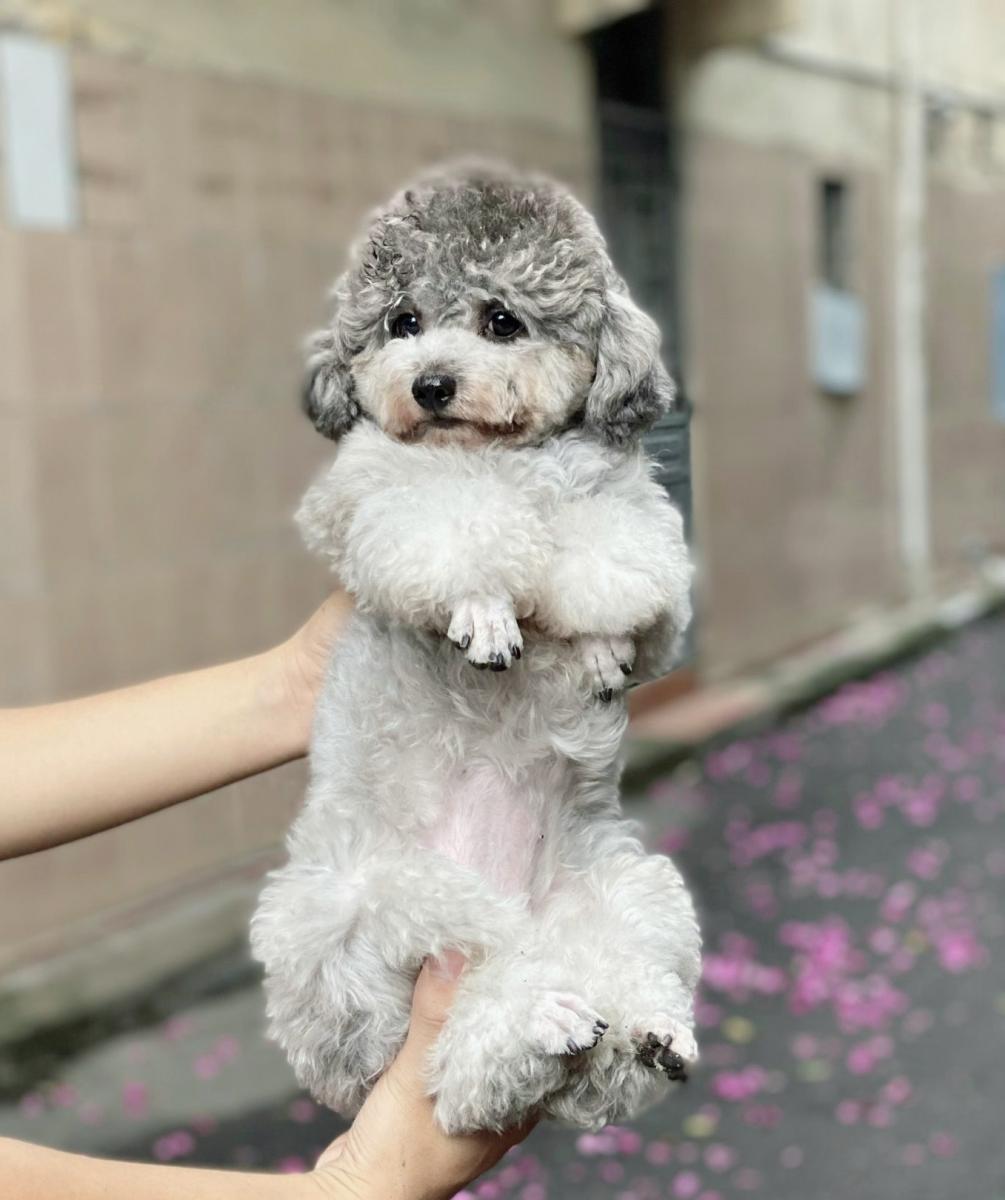 poodle xám trắng