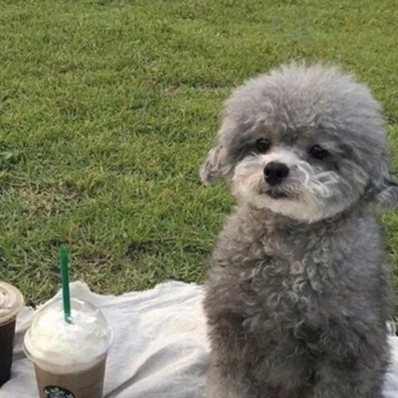 poodle xám trắng