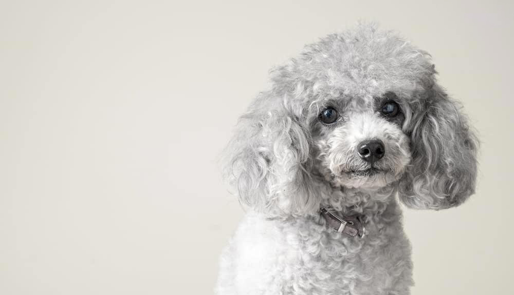 poodle xám trắng