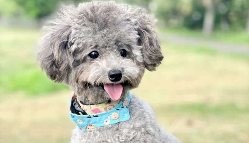 poodle xám trắng