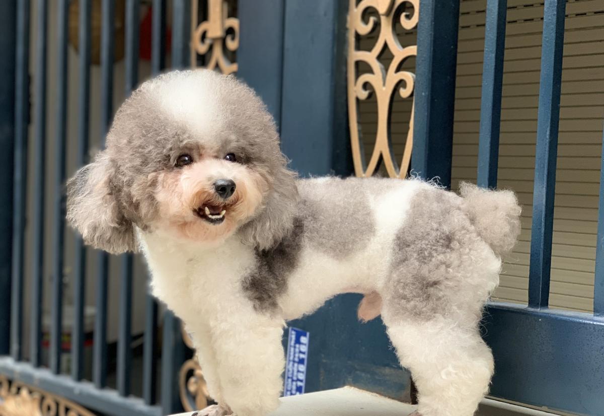 poodle xám trắng