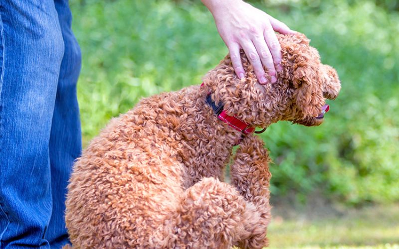 thân nhiệt của chó poodle