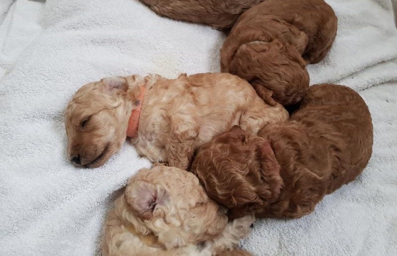 thân nhiệt của chó poodle