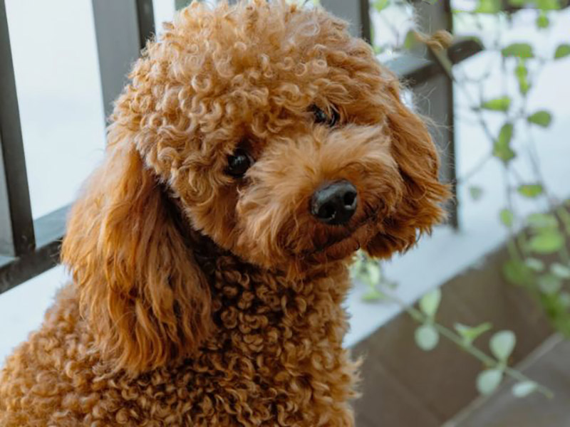 thân nhiệt của chó poodle
