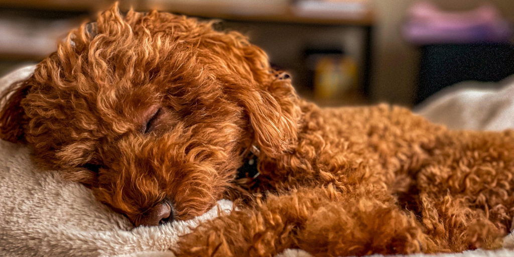 thân nhiệt của chó poodle