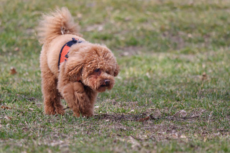 thân nhiệt của chó poodle