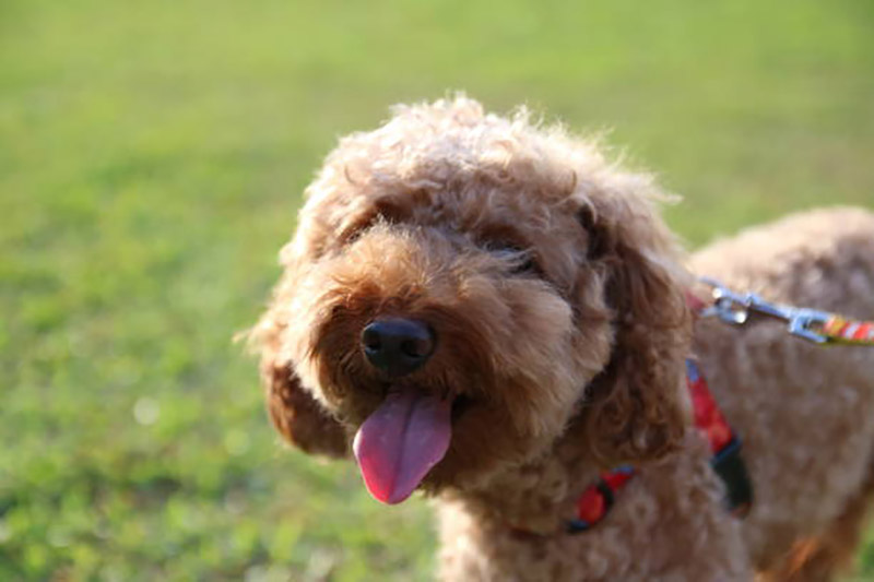 thân nhiệt của chó poodle