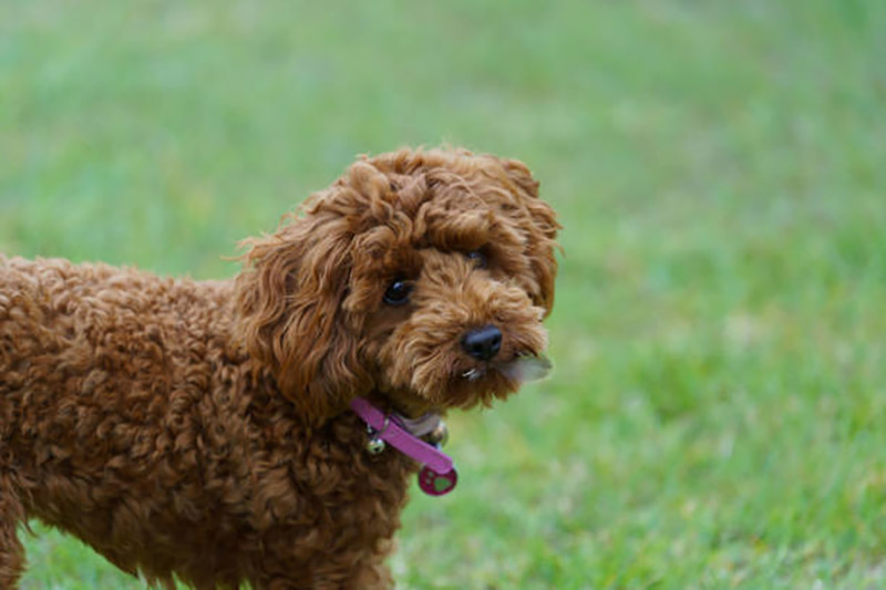 thân nhiệt của chó poodle