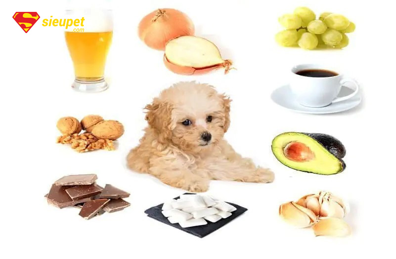 thức ăn cho chó poodle