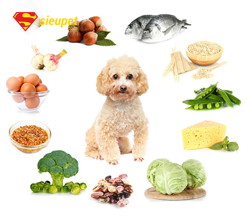 thức ăn cho chó poodle