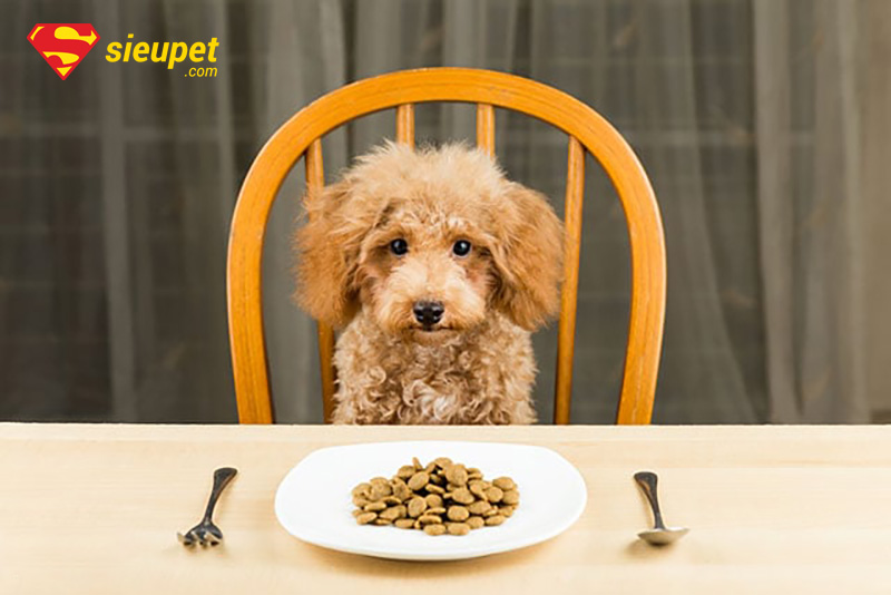 thức ăn cho chó poodle